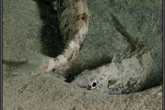 20241024-Brayka-Bay-184