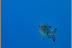 20241024-Brayka-Bay-23