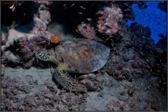 20241026-Brayka-Bay-67
