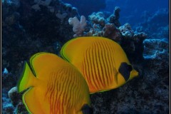 20241027-Brayka-Bay-107