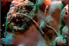 20241027-Brayka-Bay-44