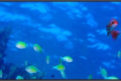 20241027-Brayka-Bay-93