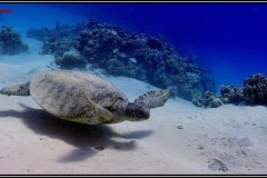 20241028-Tondoba-114