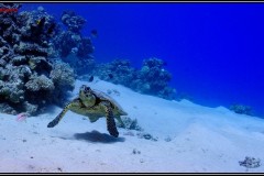 20241028-Tondoba-59