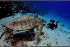 20241028-Tondoba-94