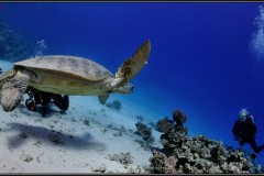 20241028-Tondoba-96